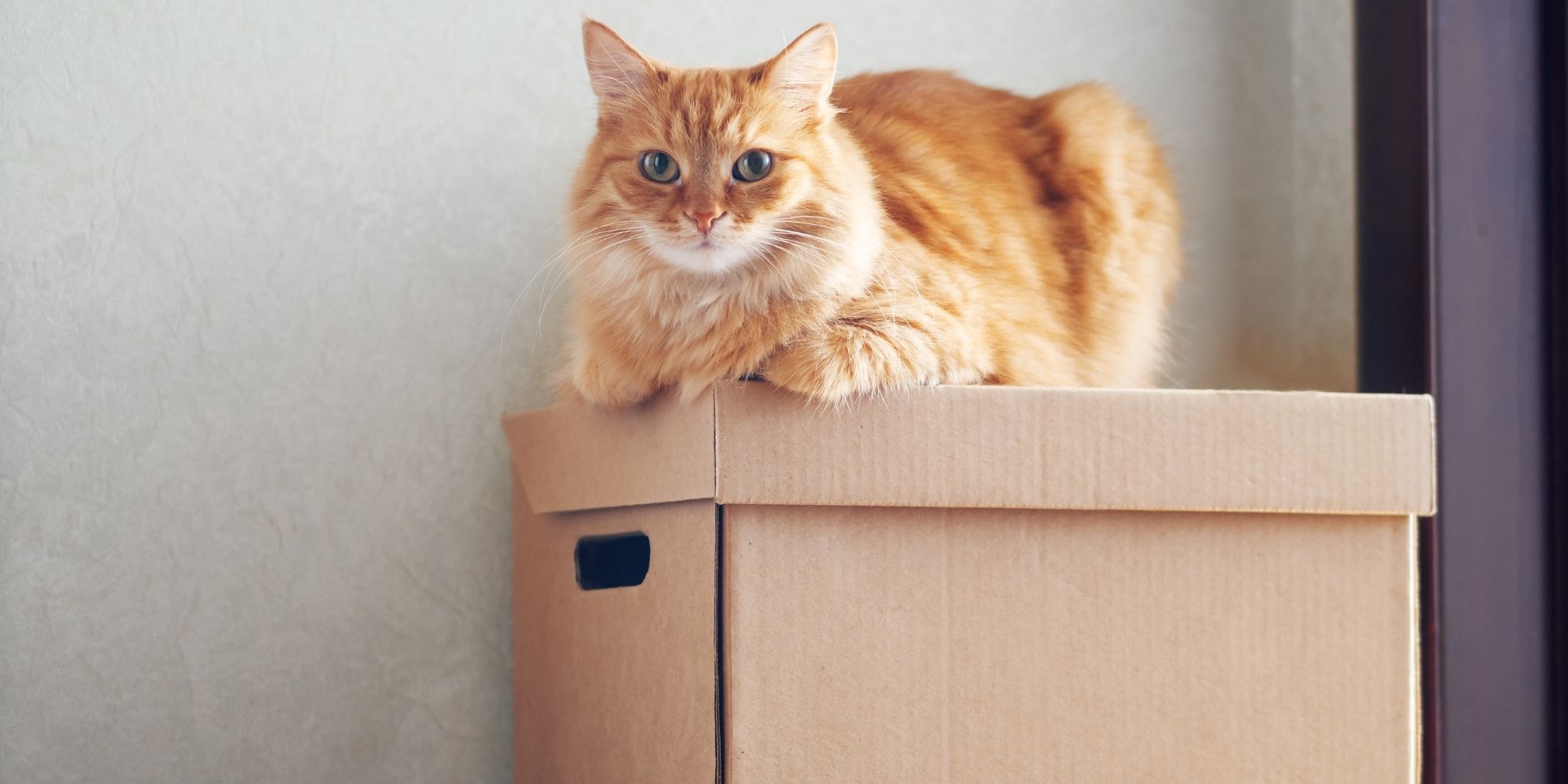 chat sur un carton de demenagement
