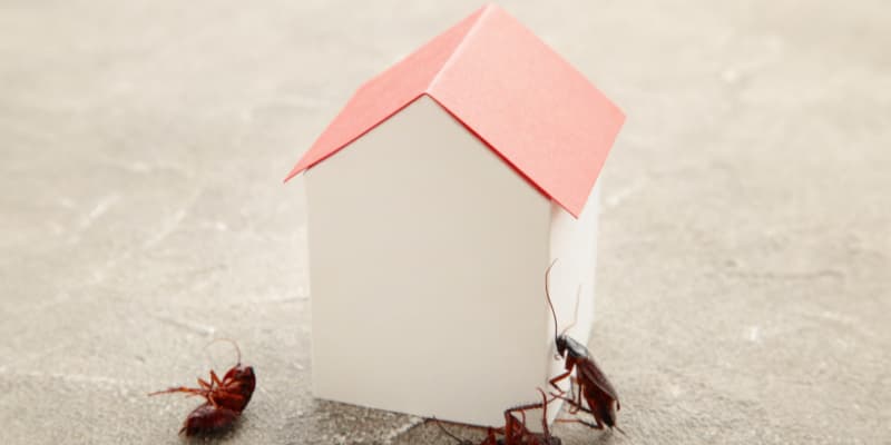 Cloportes-infestation-maison