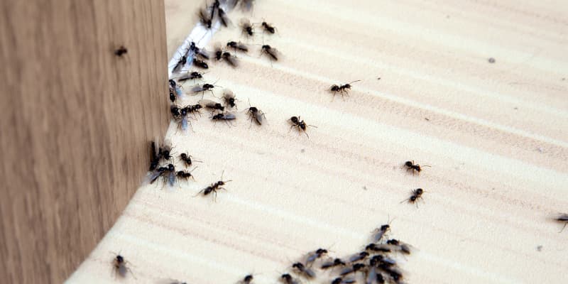 Se débarrasser des fourmis