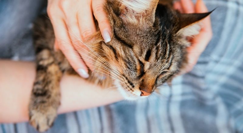 câlin avec un chat