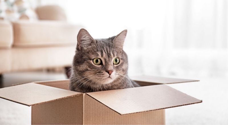 chat dans un carton de déménagement