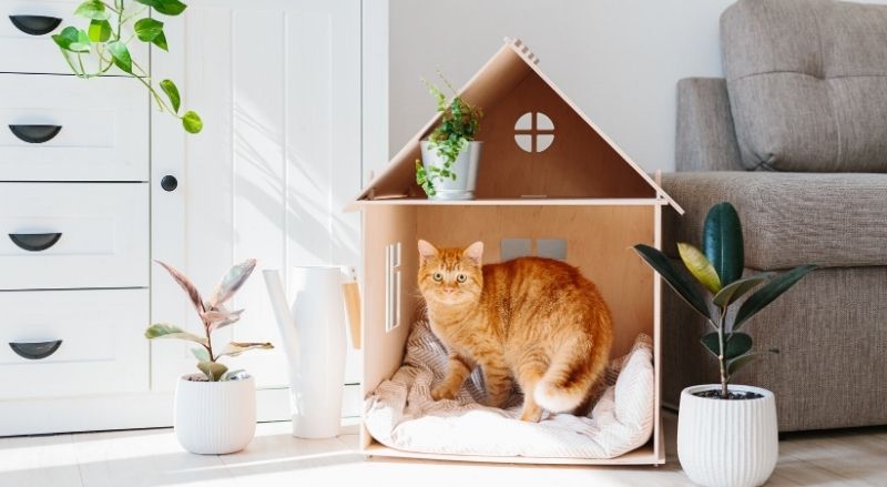 chat couché dans un salon