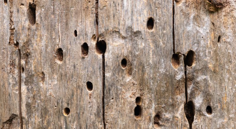 dégâts des insectes xylophages