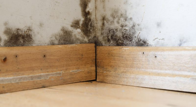gros plan sur un bas de mur ou de nombreuses traces de moisissure jouxtent la plinthe