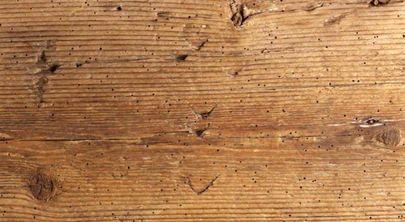 trous insectes xylophages dans du bois