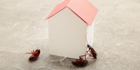 Insectes qui sortent des plinthes : qui sont-ils et comment s'en débarrasser ?