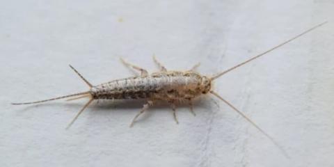 Poisson d'argent : comment s'en débarrasser ?