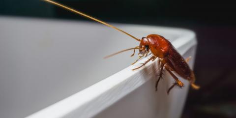 Se débarrasser définitivement des cafards et blattes : 20 moyens efficaces